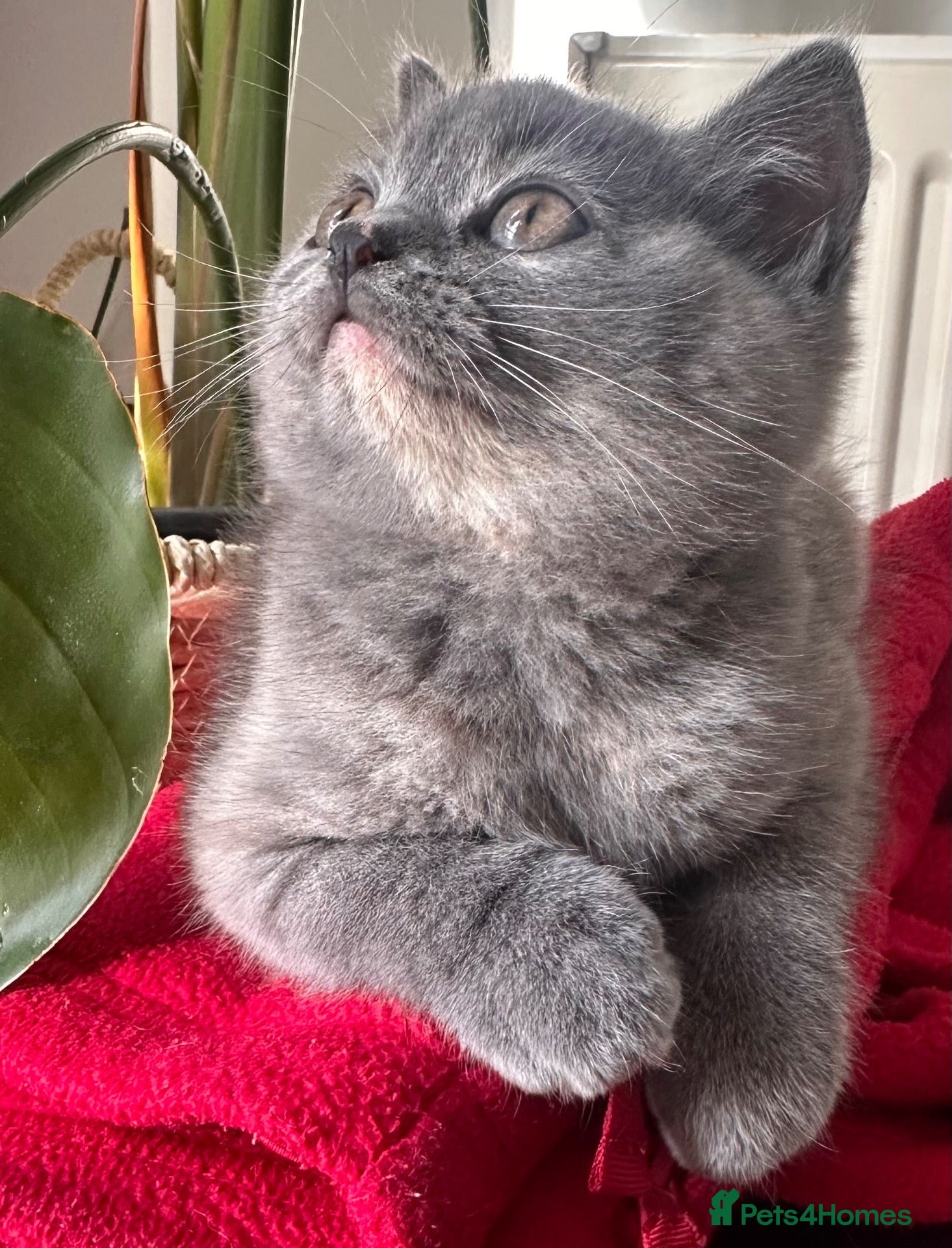 British Shorthair cats Beautiful British Shorthair Kittens  - Advert 2