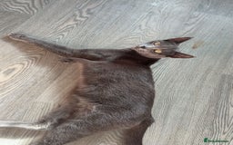 Russian Blue cats for sale: Russian blue cross  - Image 1