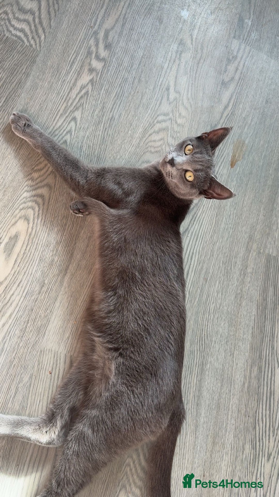 Russian Blue cats for sale: Russian blue cross  - Image 1