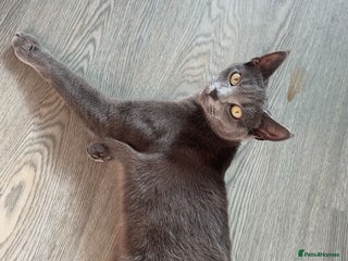 Russian Blue cats - Advert 11