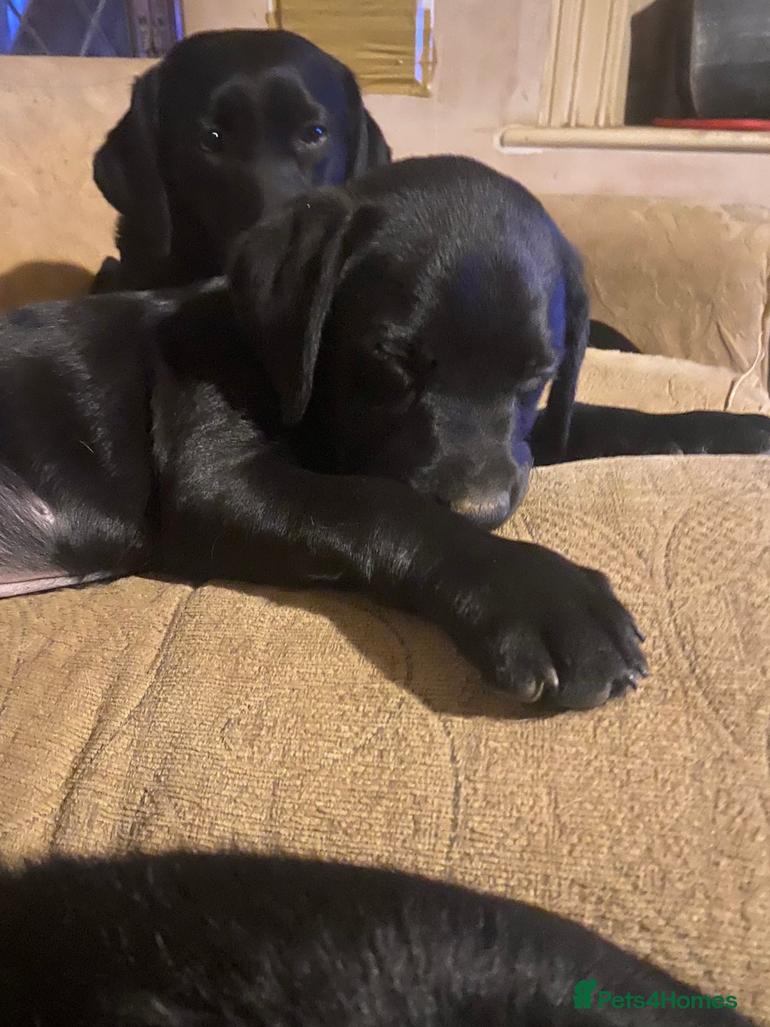 Labrador Retriever dogs for sale: Beautiful Labrador Puppies for Sale - Advert 3