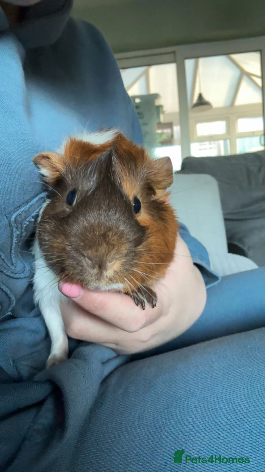 Guinea Pig rodents for sale: male guinea pigs  - Advert 6