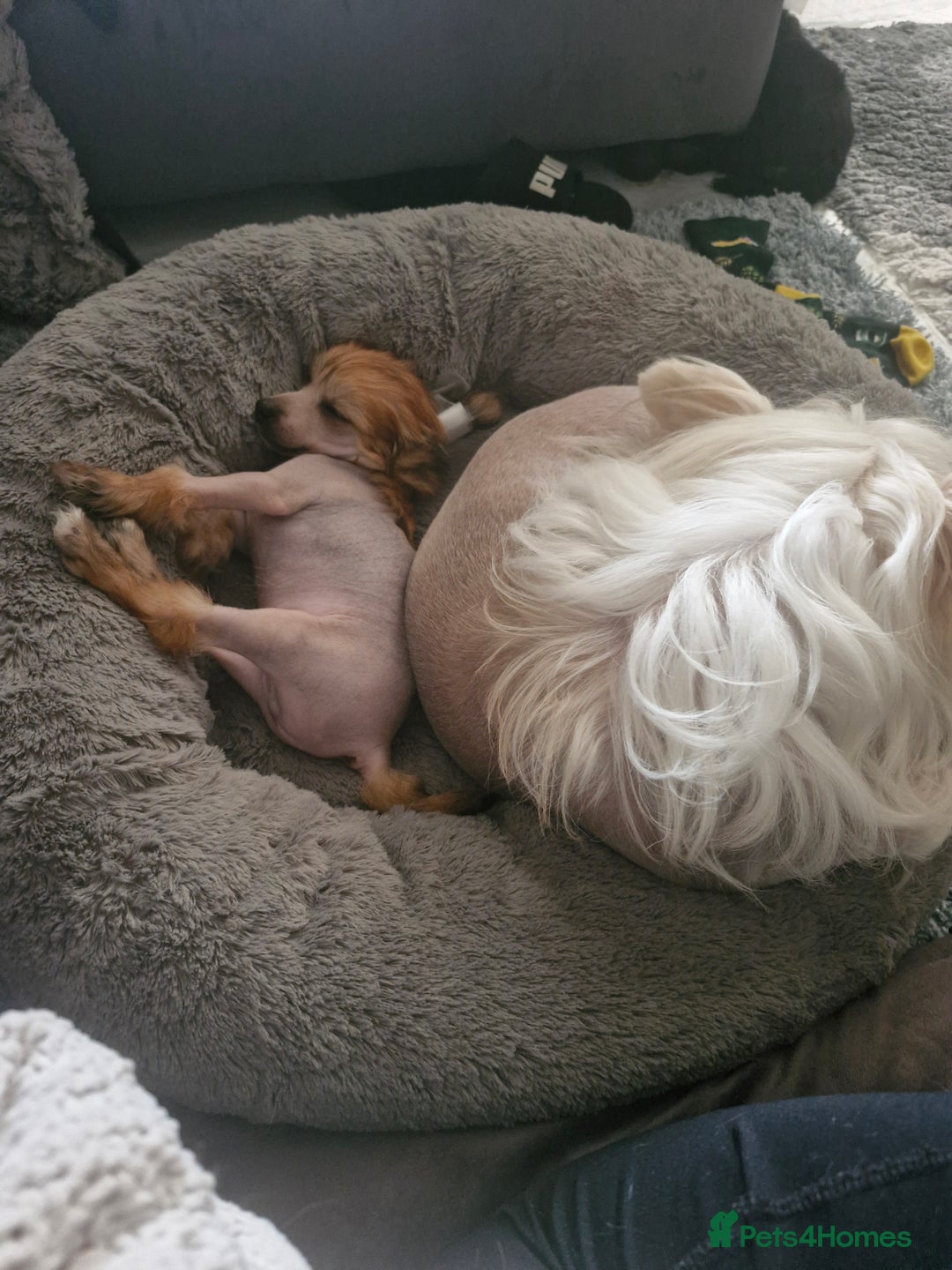 Chinese Crested dogs for sale: February litter- waiting list open  - Advert 11