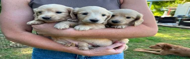 Miniature Dachshund 1