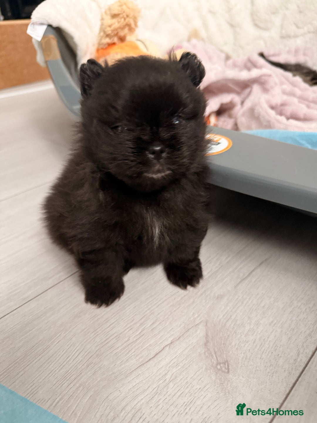 Pomeranian dogs for sale: Tiny Pomeranians - only boy left  - Advert 13