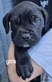 Cane Corso Puppy 5