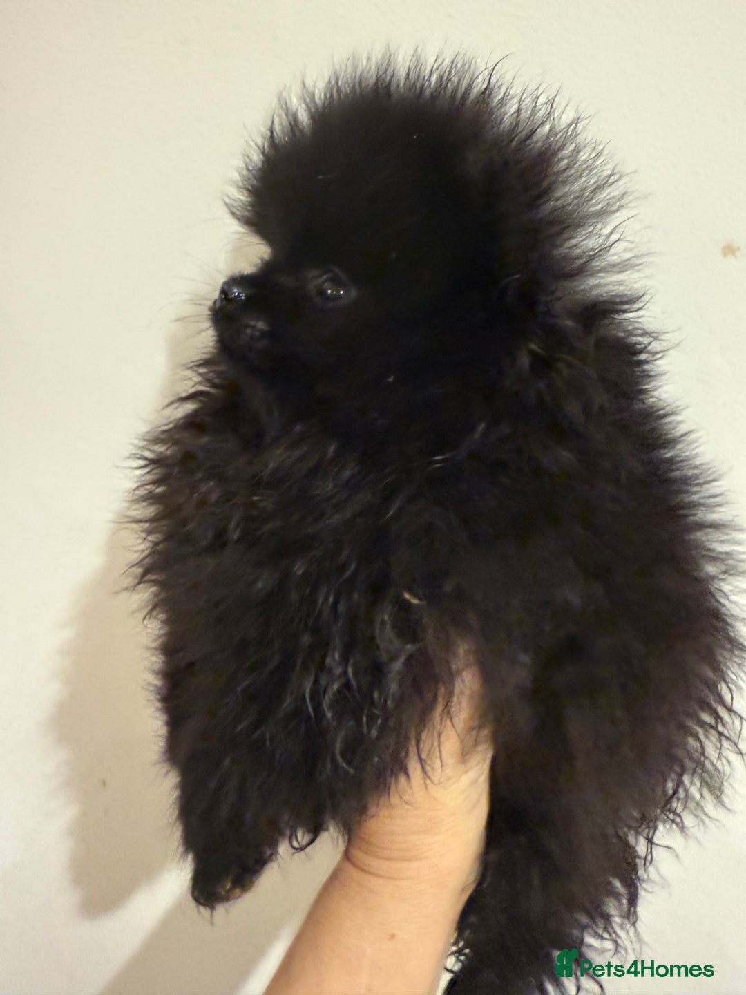 Pomeranian dogs for sale: Kc jet black Pomeranian male Merlin  - Image 6