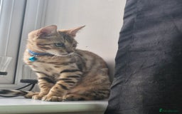 Bengal cats for sale: TICA Genetic & Health Tested Bengal Kitten Male - Image 5