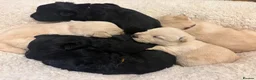 Scottish Terrier dogs for sale: Gorgeous Scottie pups  - Advert 3