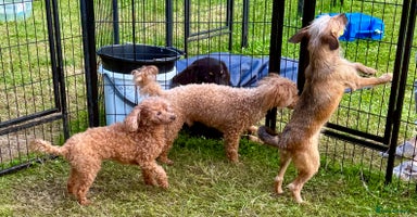 Miniature Poodle dogs - Advert 9