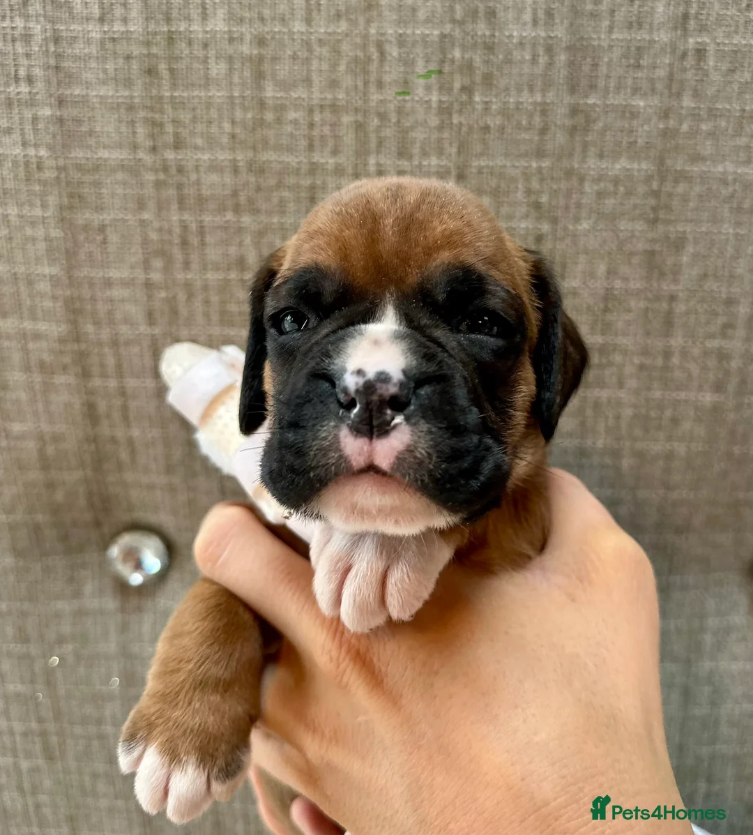 Boxer dogs for sale: Stunning Litter of 5 Boxer Puppies 🐶 - Advert 5