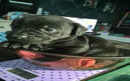 Mixed Breed dogs for sale: Frenchie x Lab Puppies - Image 1