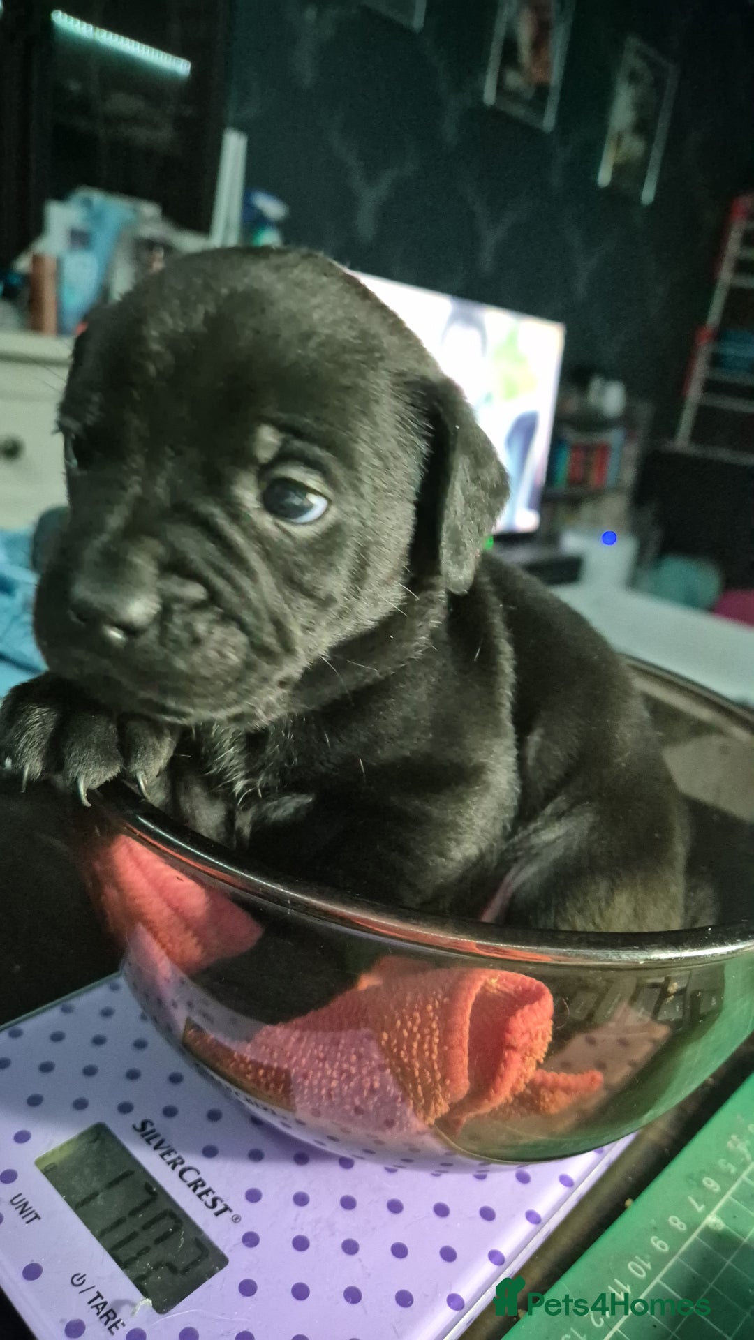 Mixed Breed dogs for sale: Frenchie x Lab Puppies - Image 1