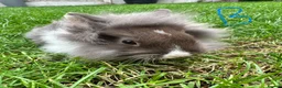 Lionhead rabbits for sale: Lionhead rabbits for sale  - Advert 6