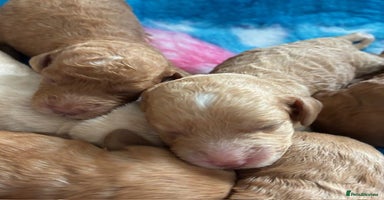 Cavapoo dogs - Advert 3