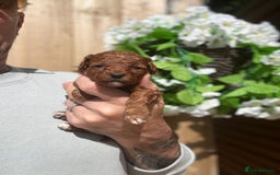 Toy Poodle dogs for sale: 💙🩷Gorgeous KC Toy Poodle Puppies 🩷💙 - Image 4
