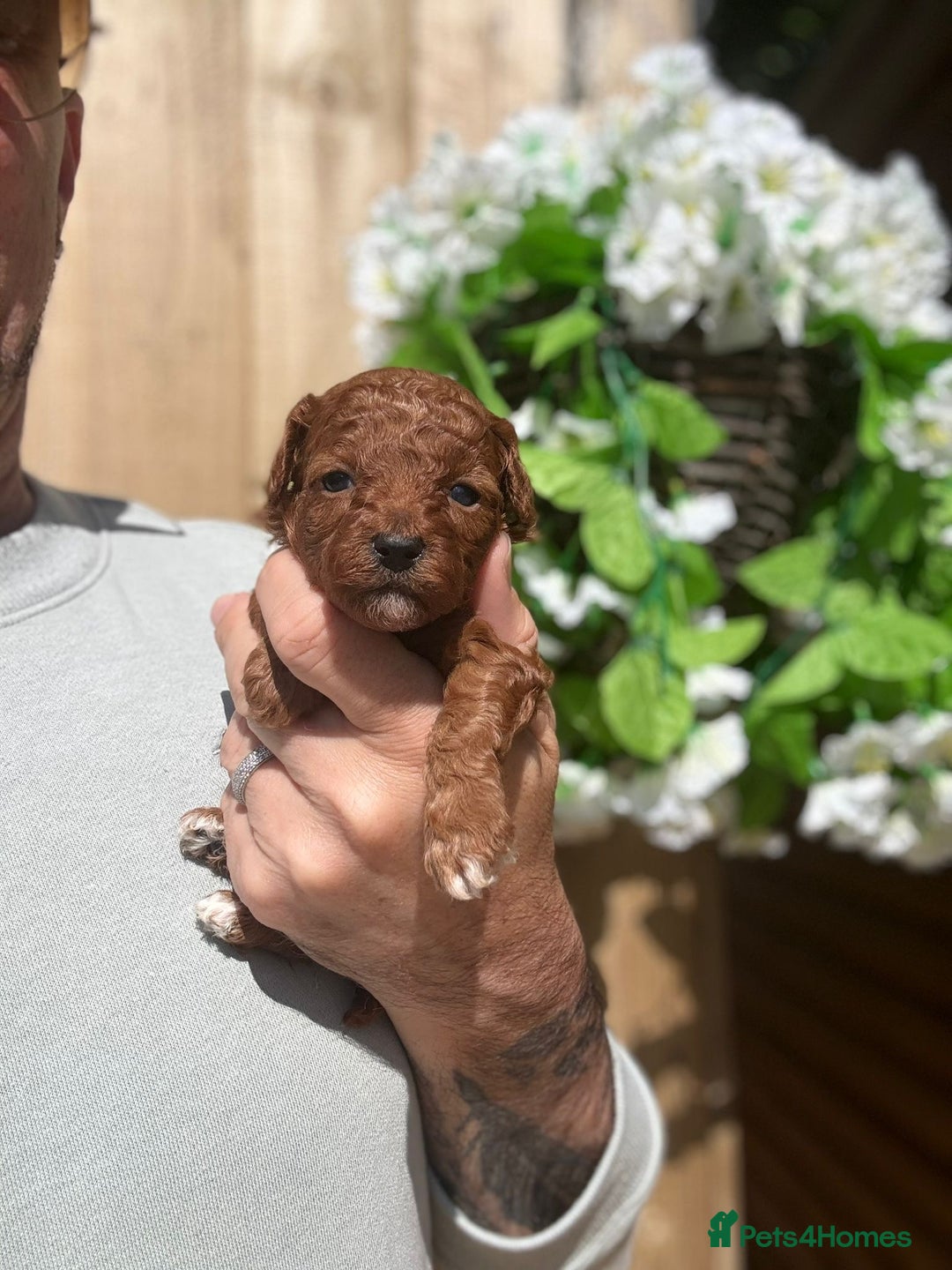Toy Poodle dogs for sale: 💙🩷Gorgeous KC Toy Poodle Puppies 🩷💙 - Image 4