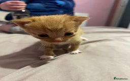 British Shorthair cats for sale: 4 gorgeous kittens for sale  - Image 11