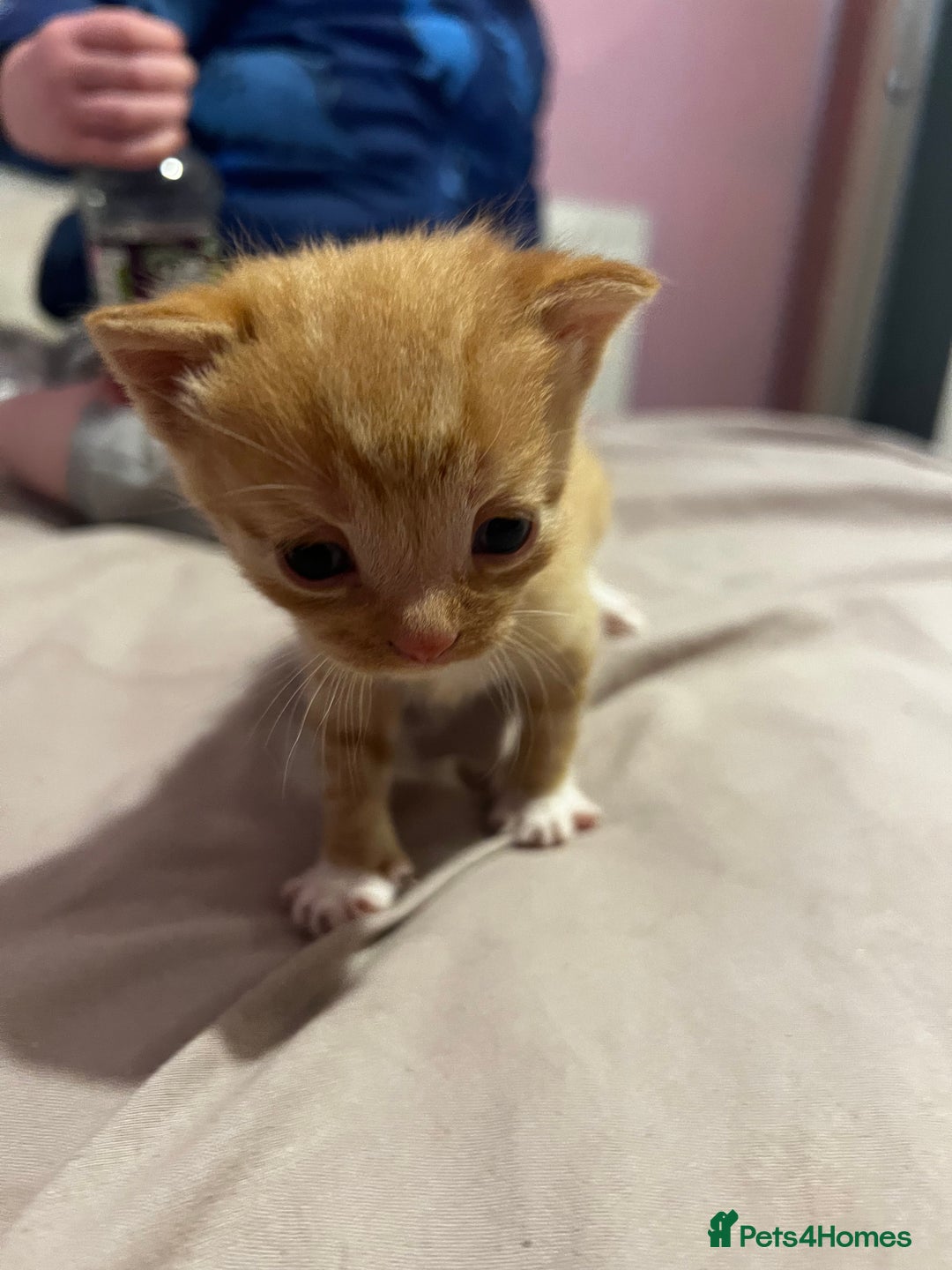 British Shorthair cats for sale: 4 gorgeous kittens for sale  - Image 11