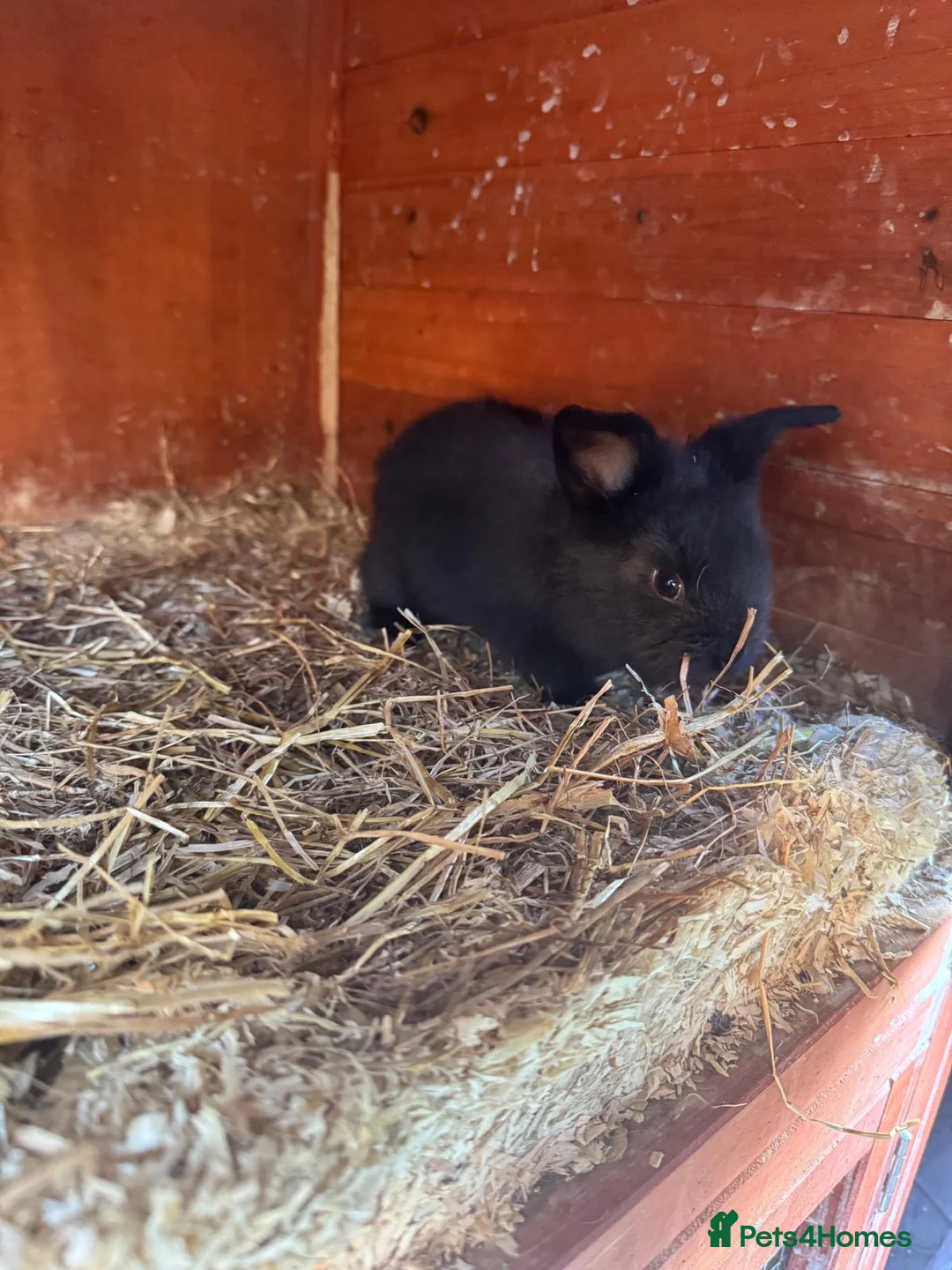 Angora rabbits for sale: Baby & Adult Rabbits for Sale in Dagenham - Advert 6