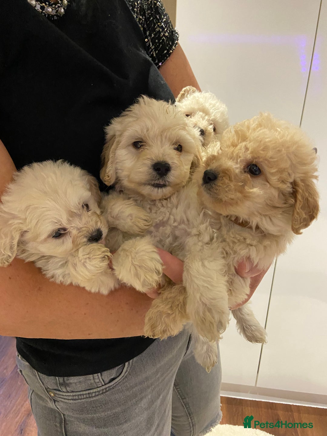 Cockapoo dogs for sale: Cockapoos for sale - Advert 5