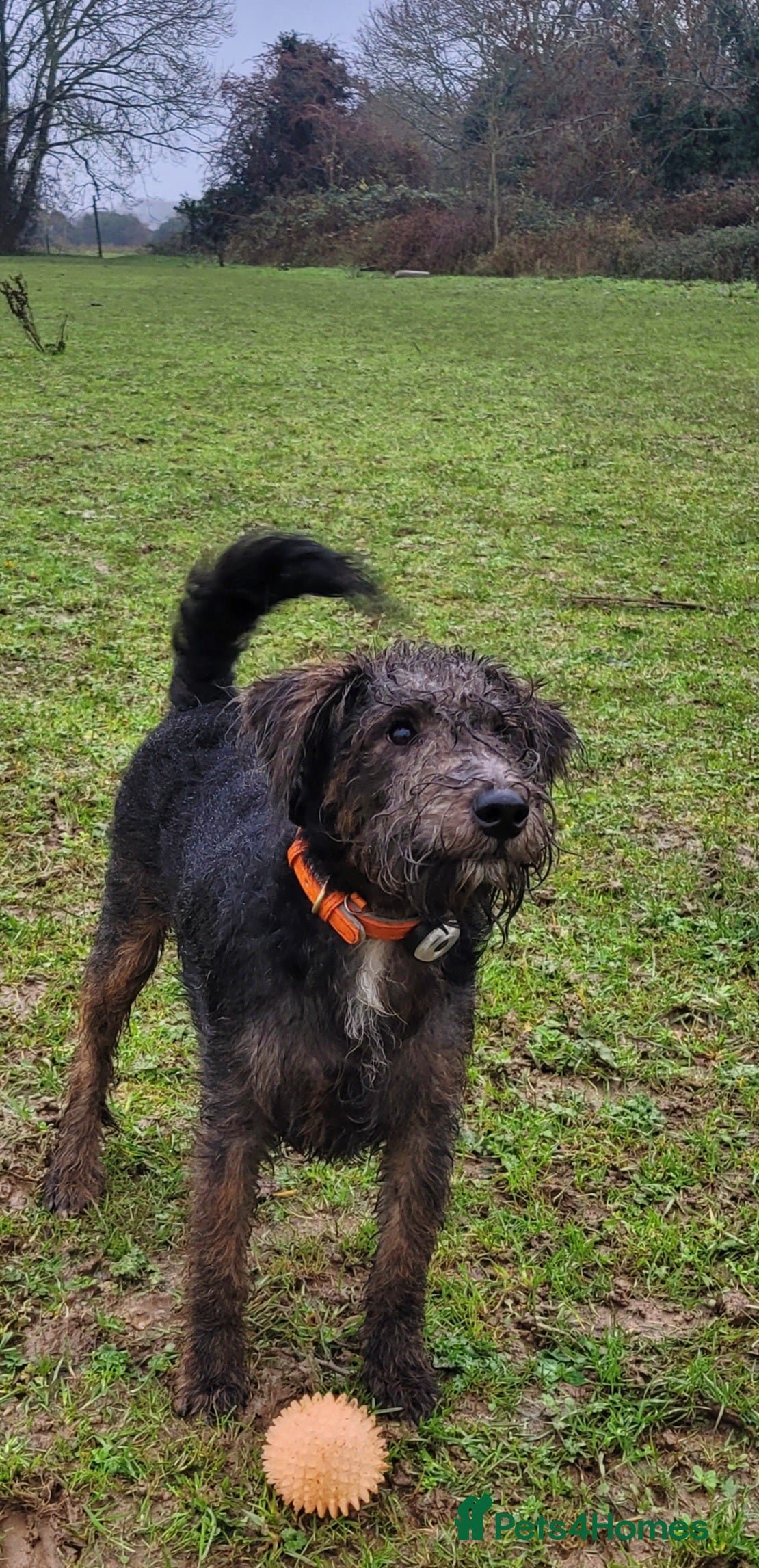 Australian Labradoodle dogs Australian Labradoodle × Fox Terrier Puppies - Advert 2