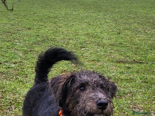 Australian Labradoodle dogs Australian Labradoodle × Fox Terrier Puppies - Advert 11