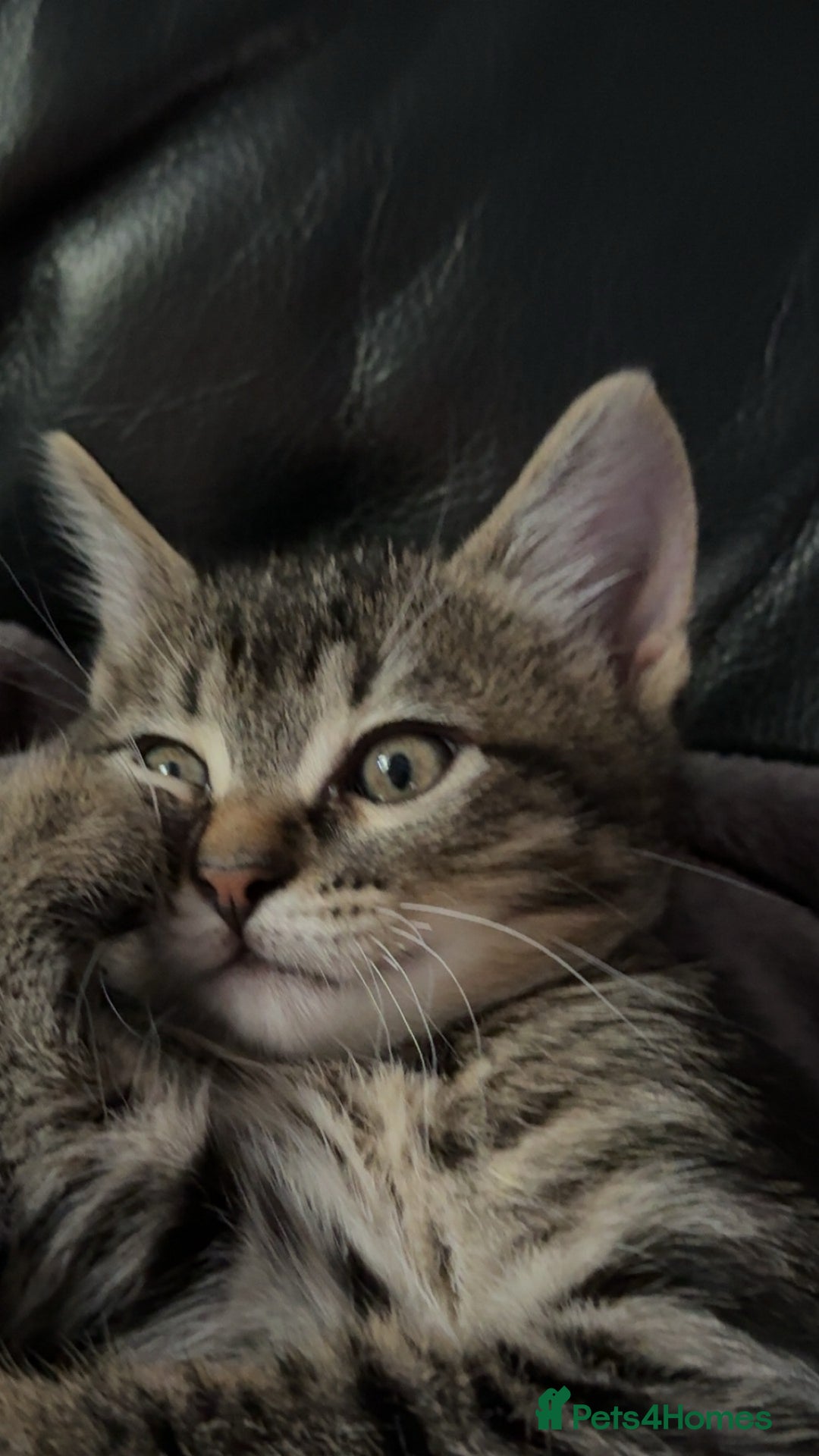 Pixie Bob cats for sale: 1 pixie bob kitten left out of 4  - Image 2
