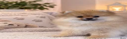 Pomeranian dogs for sale: KC Beautiful Pomeranian Puppies  - Advert 10