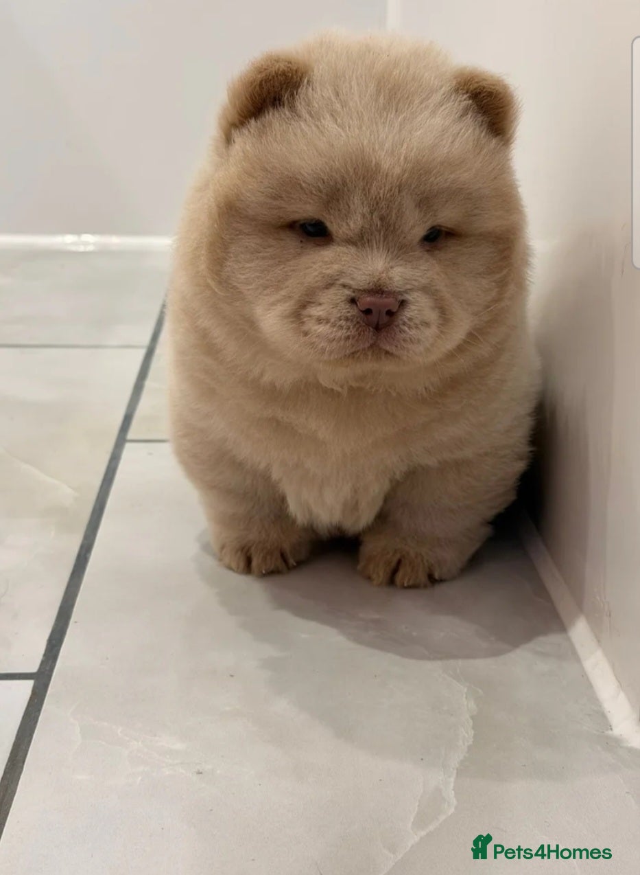 Chow Chow dogs CHOW CHOW MALE PUPPY FOR SALE - Advert 2