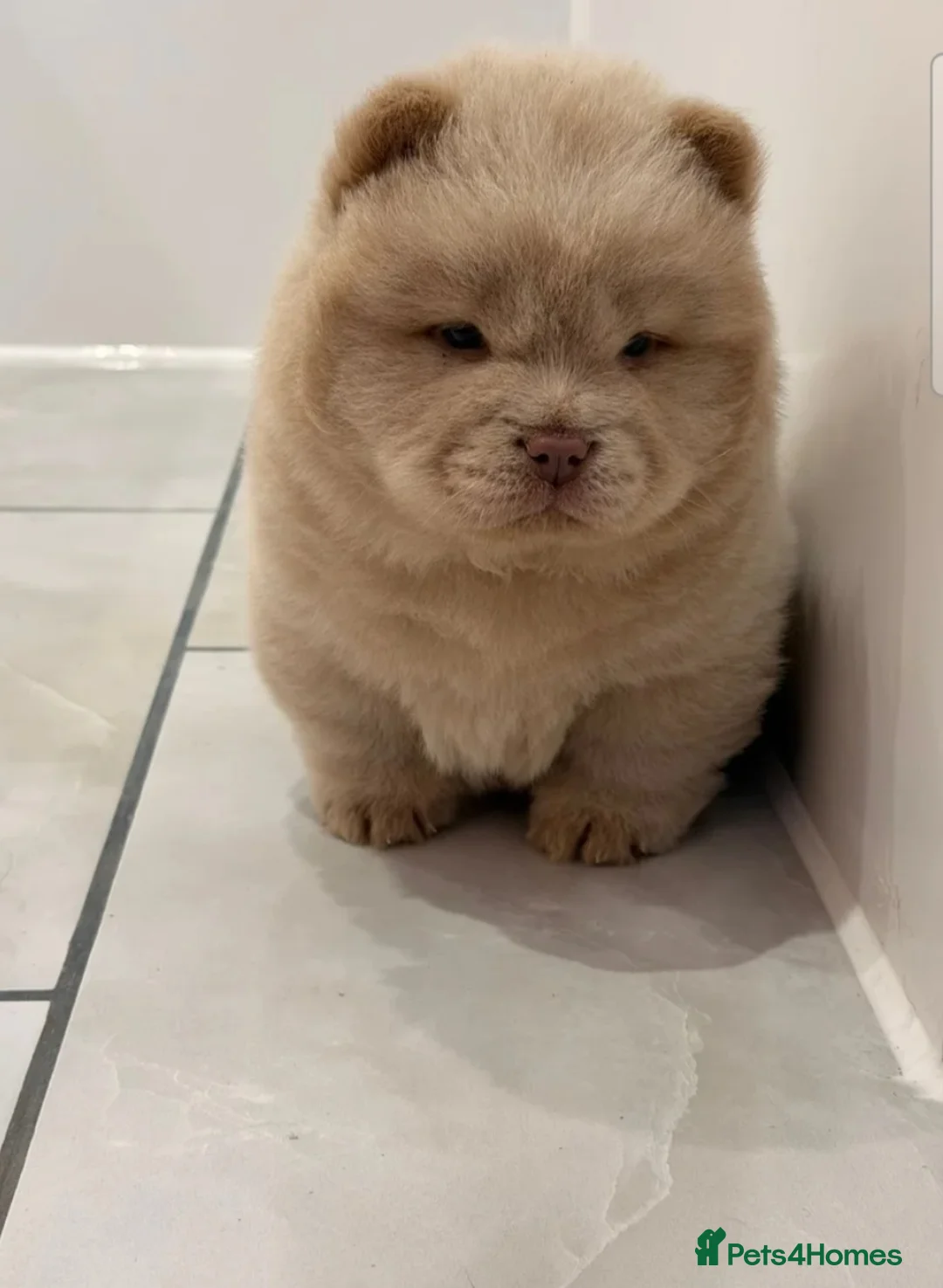 Chow Chow dogs for sale: CHOW CHOW MALE PUPPY FOR SALE - Advert 2