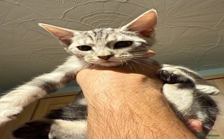 Maine Coon cats - Advert 8