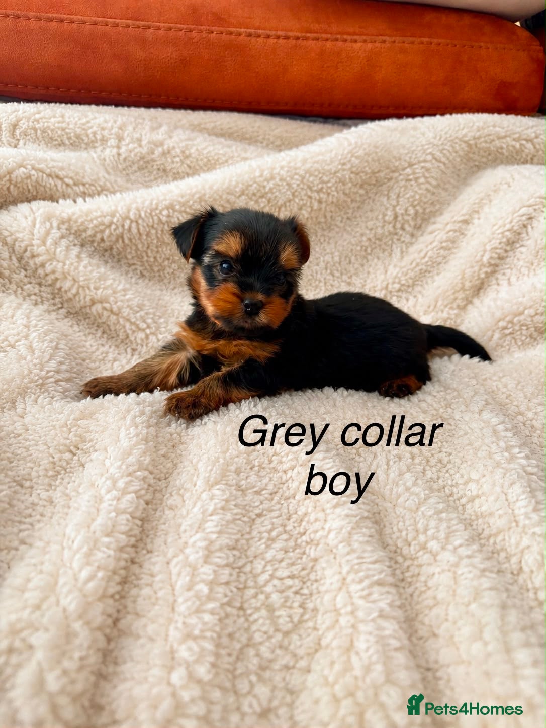 Yorkshire Terrier dogs Beautiful Yorkshire terrier puppies  - Advert 2