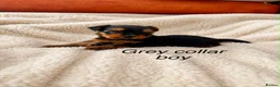 Yorkshire Terrier dogs for sale: Beautiful Yorkshire terrier puppies  - Advert 1