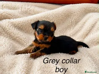 Yorkshire Terrier dogs Beautiful Yorkshire terrier puppies - Advert 1
