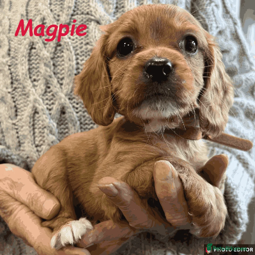 Cockalier dogs for sale: Adorable Cockalier Puppies - Advert 27