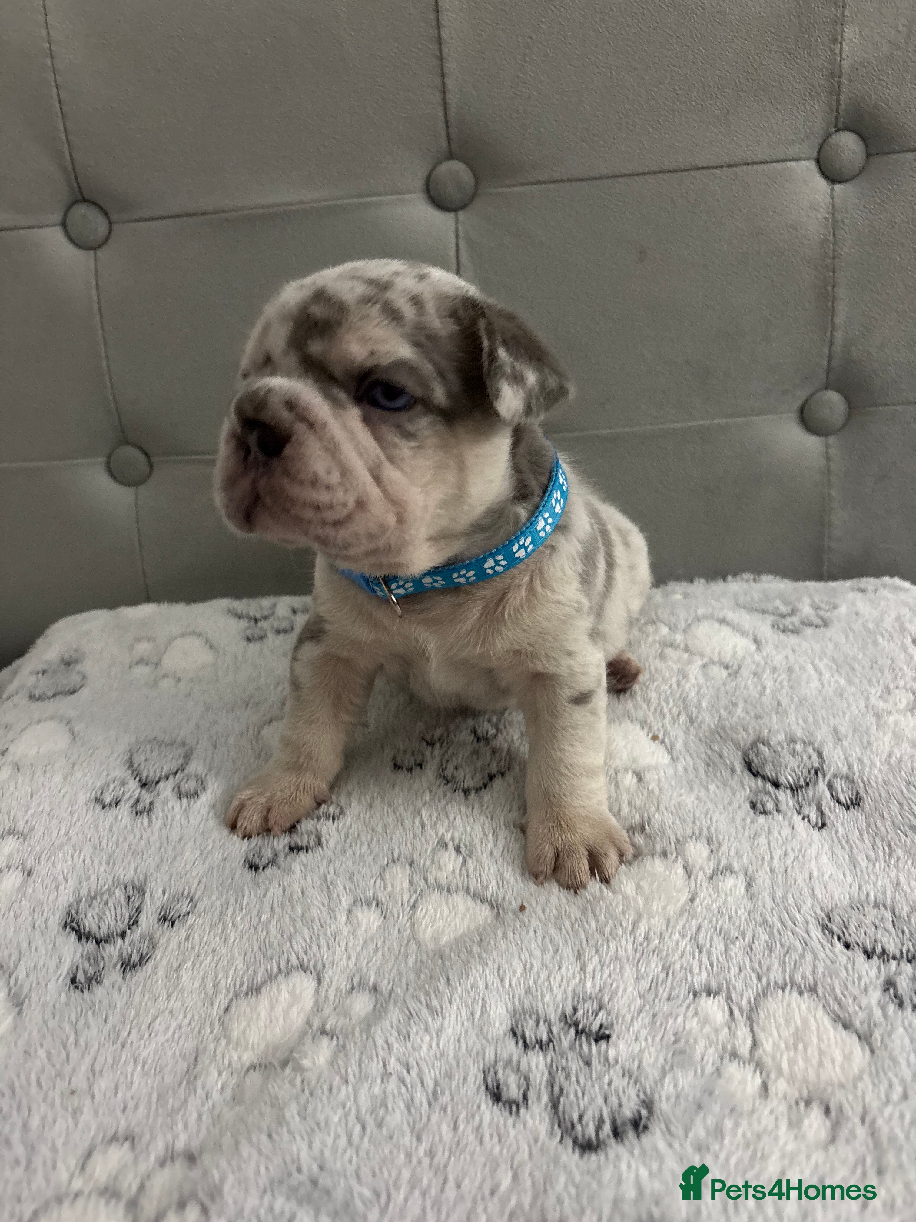 French Bulldog dogs 🐾High quality French bulldog puppies 🐾 - Advert 5