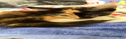 Mixed Breed cats for sale: Velvet kisses  - Advert 10