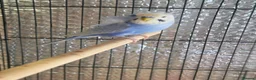 Budgerigars birds for sale: Beautiful pair of helicopter budgies  - Advert 4