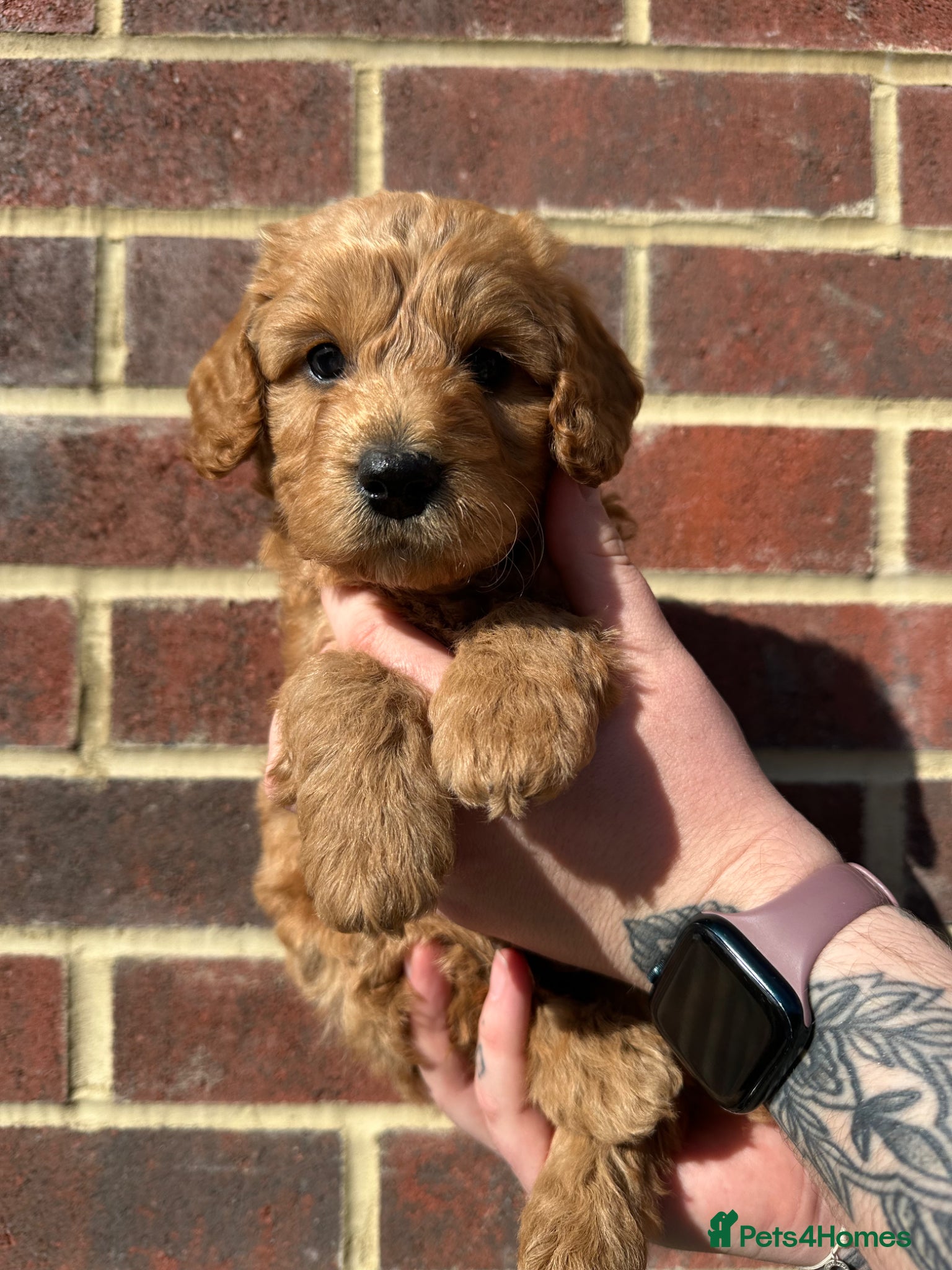 Cockapoo dogs 🌟1 RED MALE AVAILABLE🌟  - Advert 13