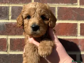 Cockapoo dogs 🌟1 RED MALE AVAILABLE🌟 - Advert 13
