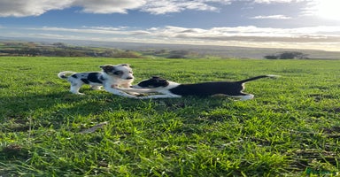 Border Collie dogs 🌟READY NOW🌟 - Advert 6