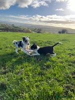 Border Collie dogs 🌟READY NOW🌟 - Advert 6