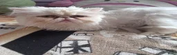 Persian cats for sale: Beautiful cat teo - Advert 1