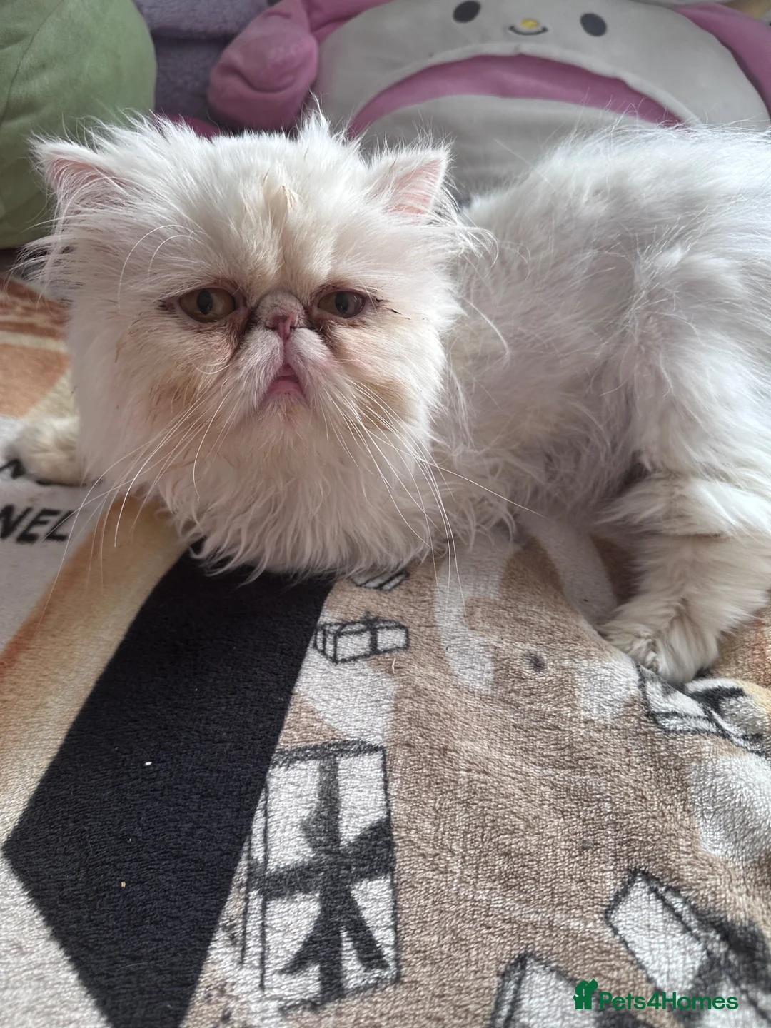 Persian cats for sale: Beautiful cat teo - Advert 1