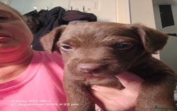 Patterdale Terrier dogs for sale: Adorable Chocolate Patterdale Terrier  - Image 7