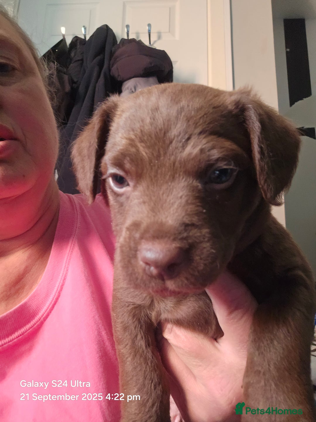 Patterdale Terrier dogs for sale: Adorable Chocolate Patterdale Terrier  - Image 7
