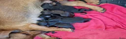 Doxiepoo dogs for sale: 6 doxiepoos - Advert 2