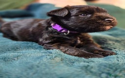 Miniature Schnauzer dogs for sale: 3 puppys left -KC - Miniature Schnauzer Puppies - Image 23