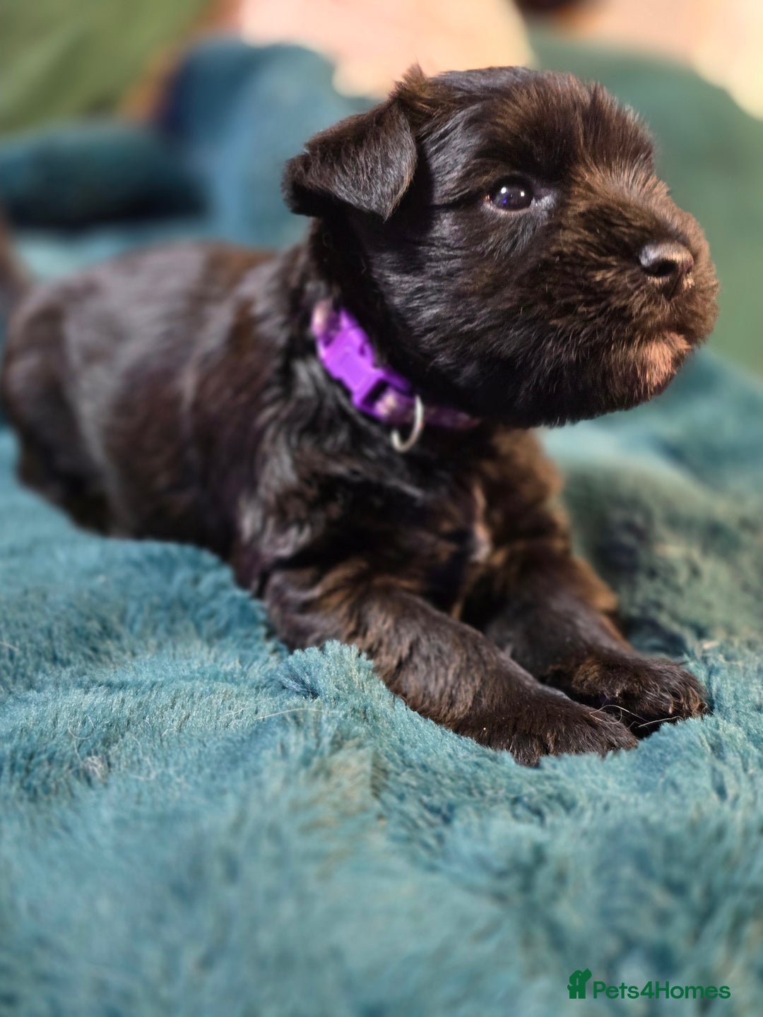 Miniature Schnauzer dogs for sale: 3 puppys left -KC - Miniature Schnauzer Puppies - Image 23